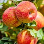Red and Yellow Apple Seeds