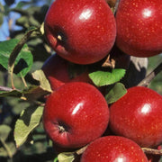 Red Apple Seeds
