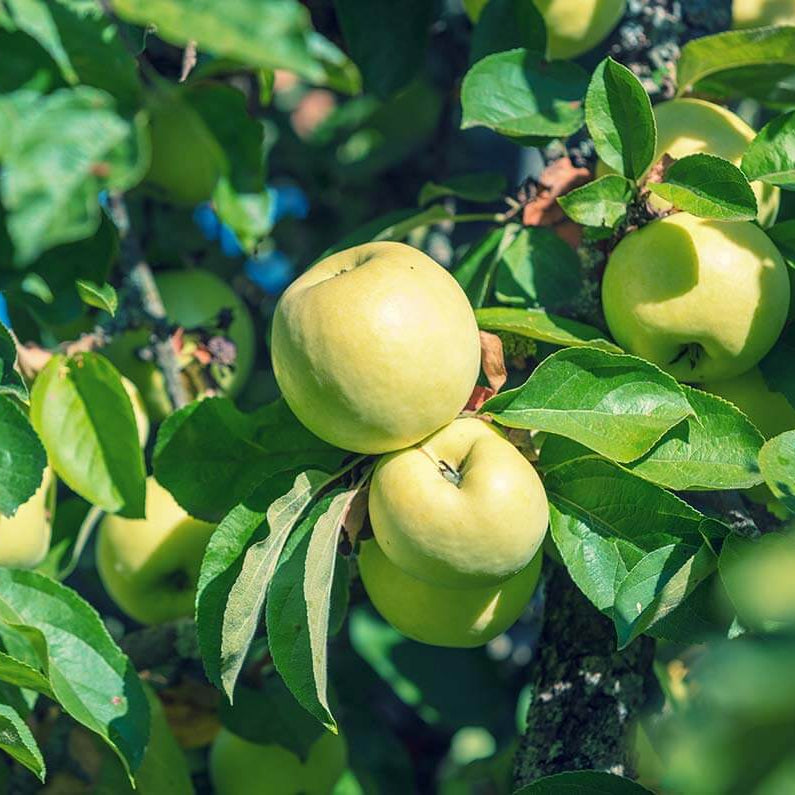 Antonovka Apple Seeds
