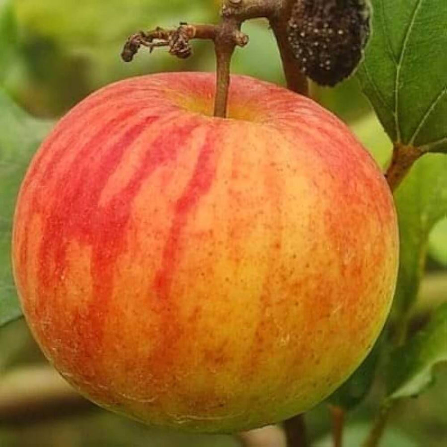 Ball Sundari Ber Apple Seeds