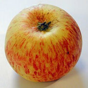 Bi-Color & Striped Apple Seeds