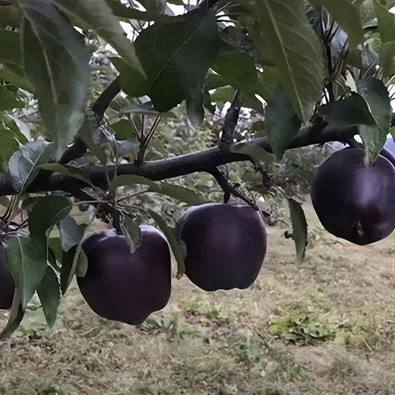 Black Apple Seeds