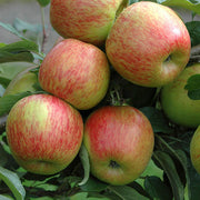 Braeburn Apple Seeds
