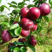 Burgundy Apple Seeds