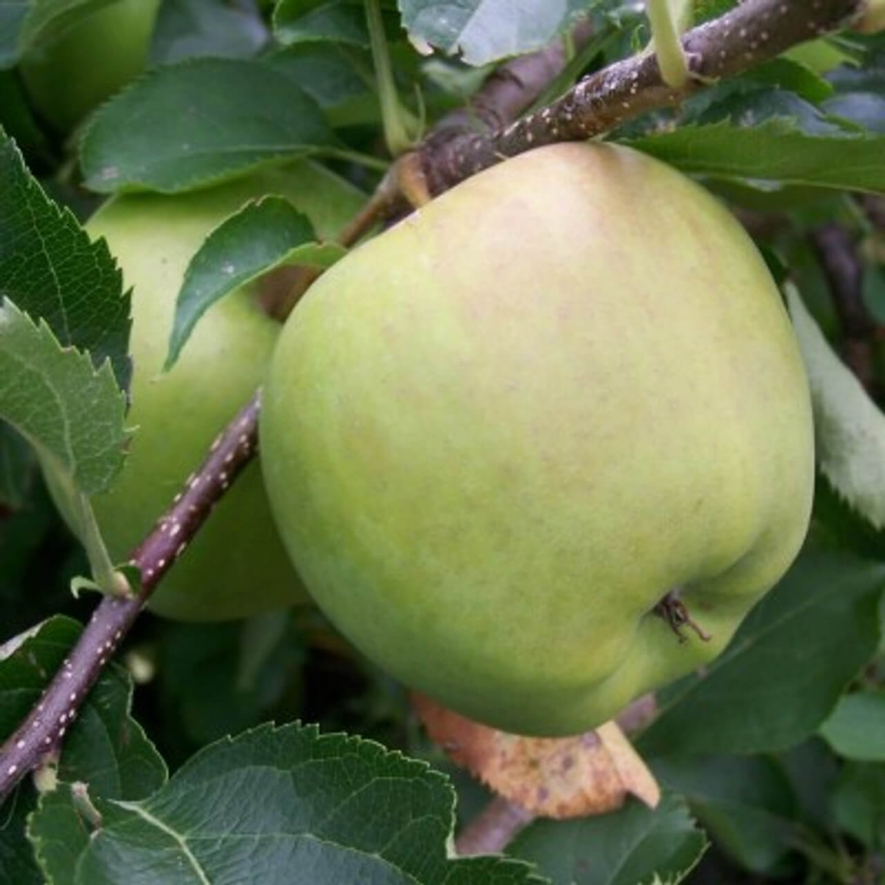 Crispin Apple Seeds