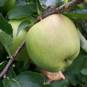 Crispin Apple Seeds