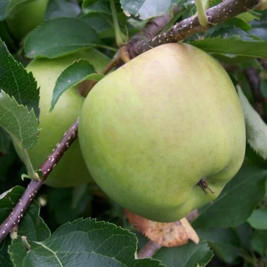 Crispin Apple Seeds