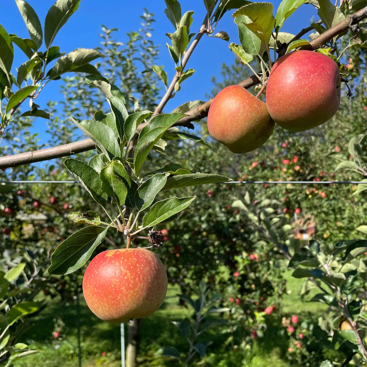 Esopus Spitzenburg Apple Seeds