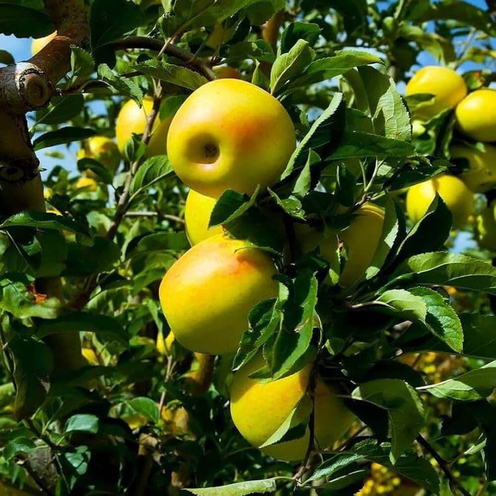 Golden Yellow Apple Seeds