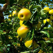 Golden Yellow Apple Seeds
