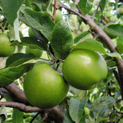 Granny Smith Apple Seeds