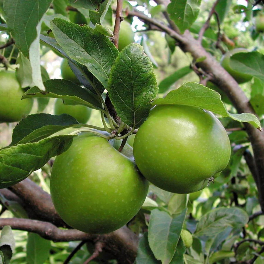Granny Smith Apple Seeds
