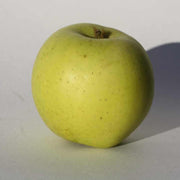 Grimes Golden Apple Seeds