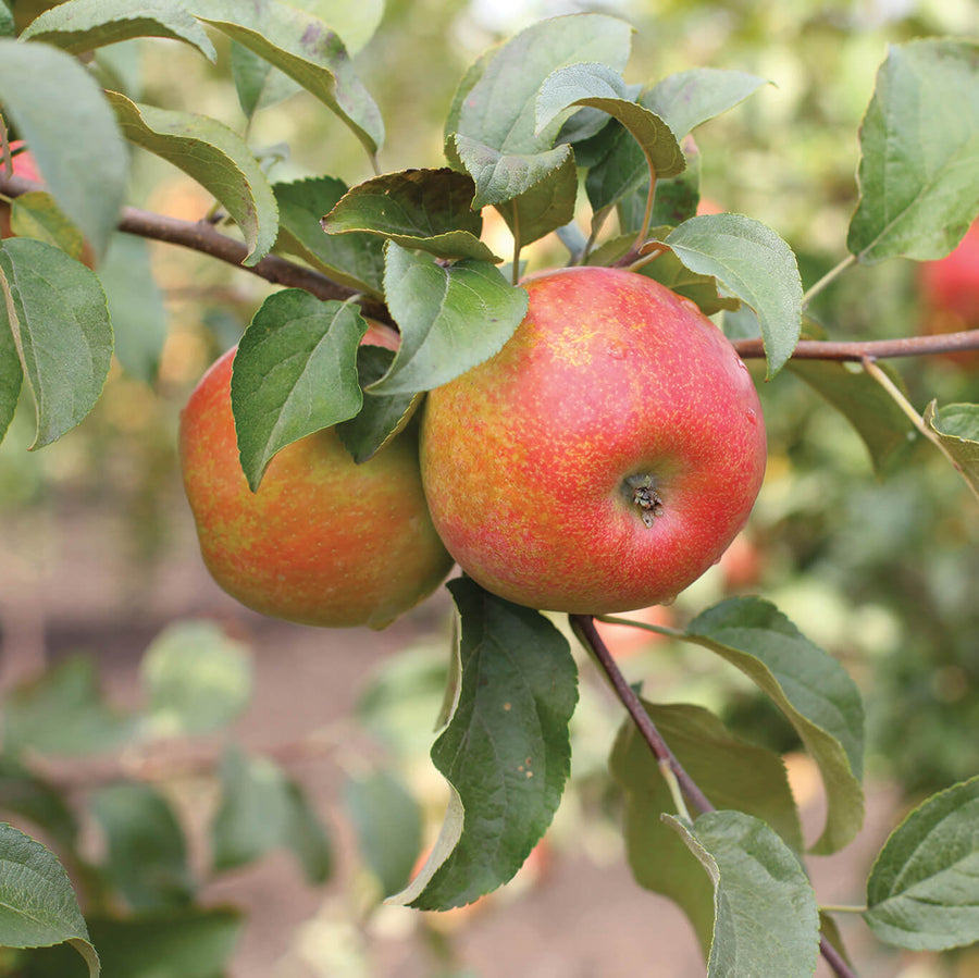 Honeycrisp Apple Seeds