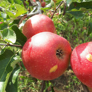Jonagold Apple Seeds