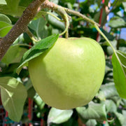 Light Green Apple Seeds