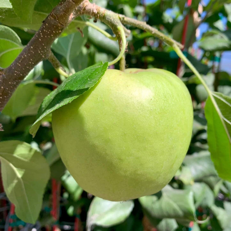 Light Green Apple Seeds