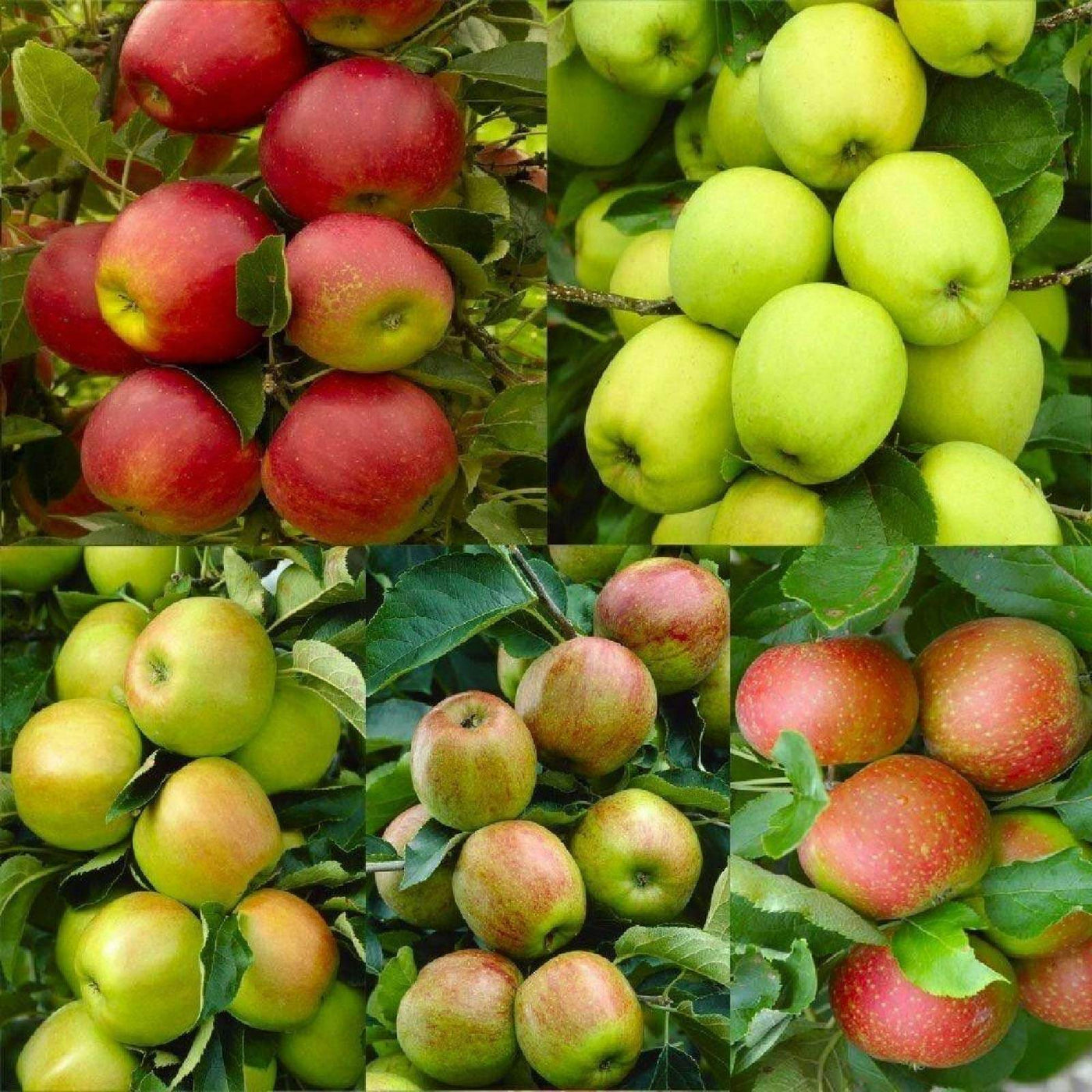Mixed Apple Seeds