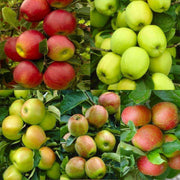 Mixed Apple Seeds