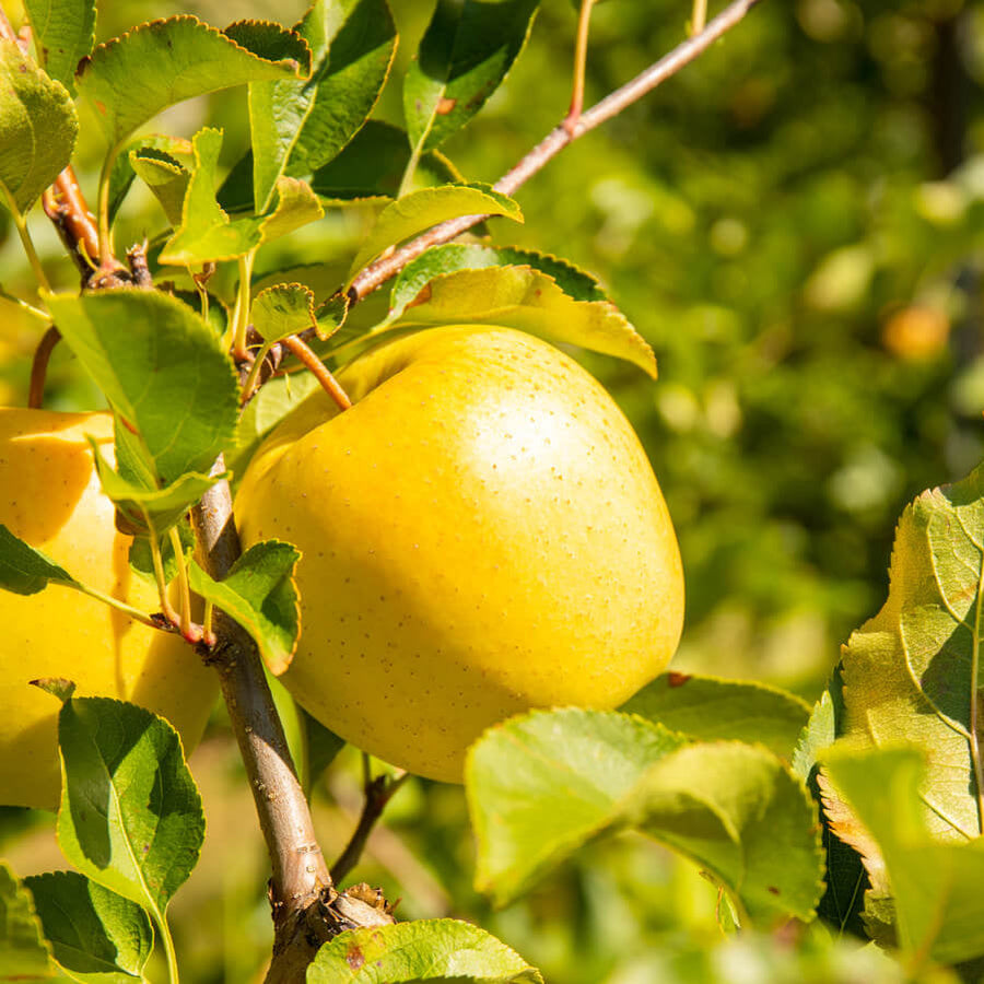 Opal Yellow Apple Seeds
