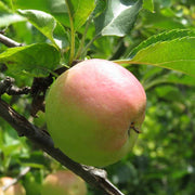 Pink and Green Apple Seeds