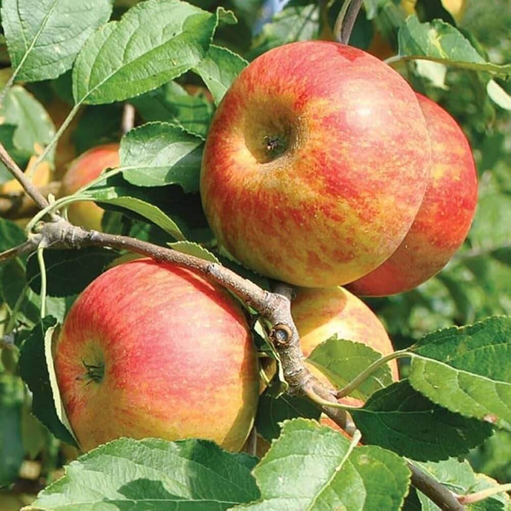 Pink and Yellow Apple Seeds