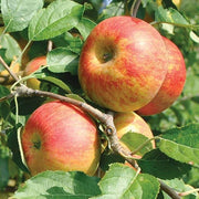 Pink and Yellow Apple Seeds