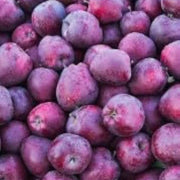 Purple Apple Seeds