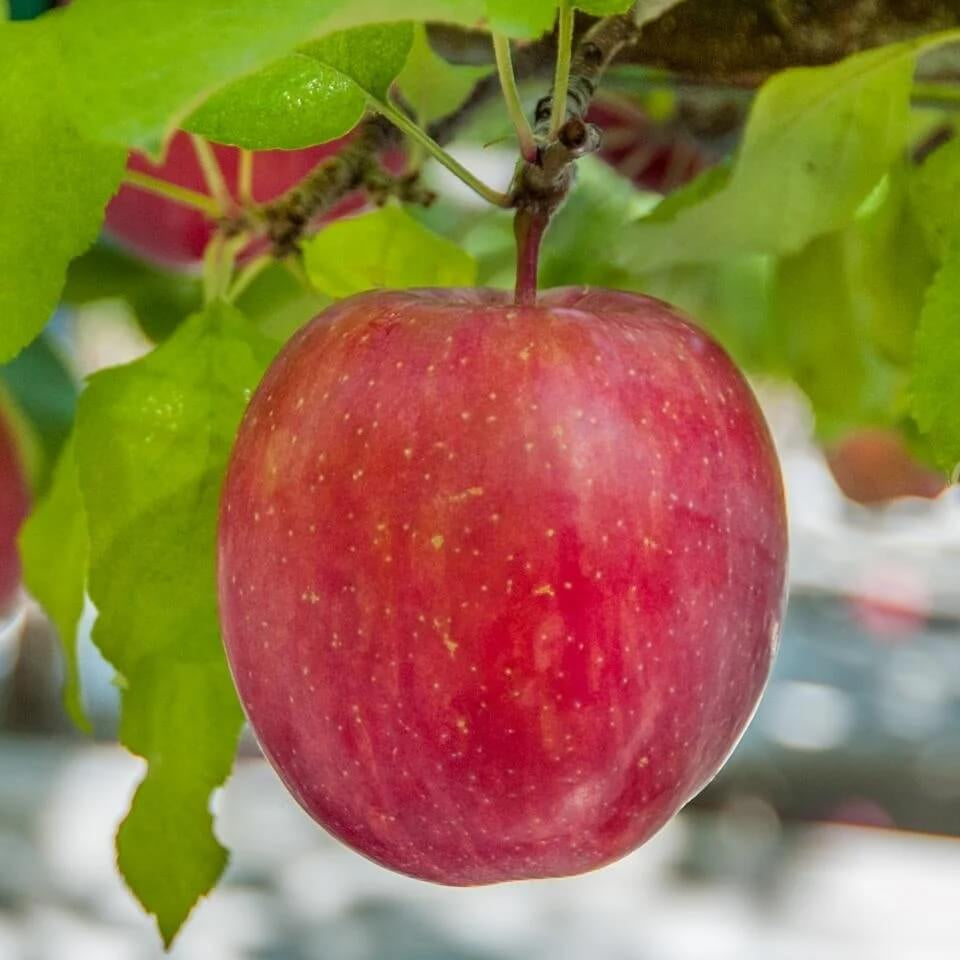 Red Apple Seeds
