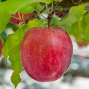 Red Apple Seeds
