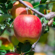 Red and Green Apple Seeds