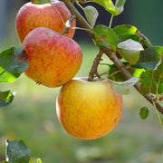 Red and Yellow Apple Seeds