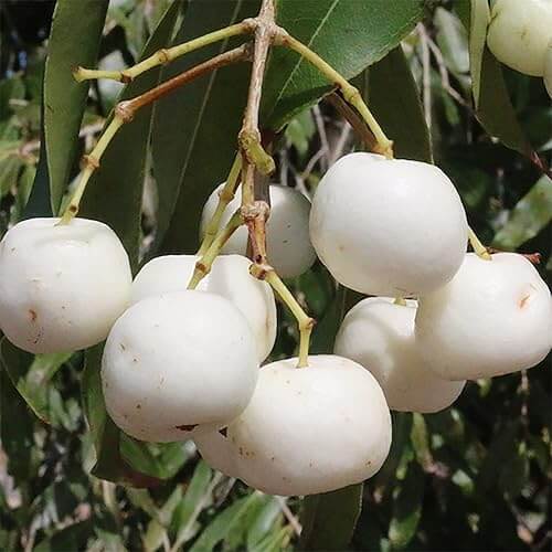 White Apple Seeds