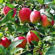 Apple Tree Seeds – Malus domestica