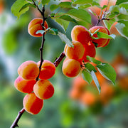 Apricot Apricot Seeds