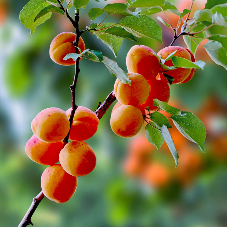 Apricot Apricot Seeds