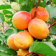Prunus armeniaca Apricot Seeds