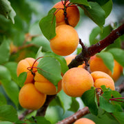 Prunus armeniaca Apricot Seeds