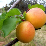 Prunus armeniaca Apricot Seeds