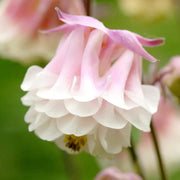 Pink Petticoat Aquilegia Seeds