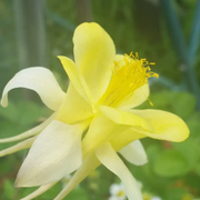 Bright Yellow Aquilegia Seeds