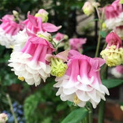Pink Petticoat Aquilegia Seeds