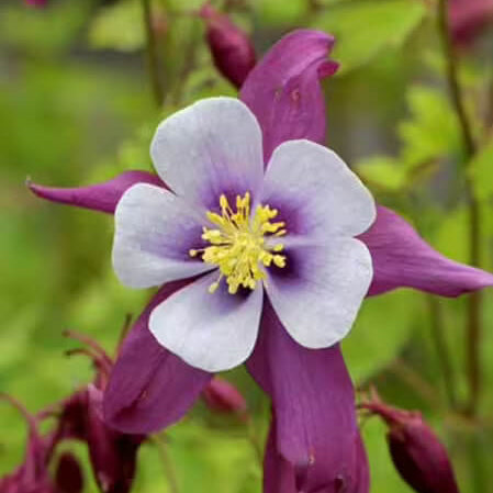 Wildflower Mix Aquilegia Seeds