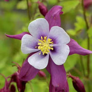 Wildflower Mix Aquilegia Seeds