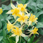 Yellow Viridiflora Aquilegia Seeds