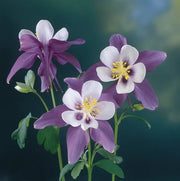 Wildflower Mix Aquilegia Seeds