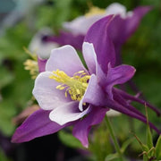Wildflower Mix Aquilegia Seeds