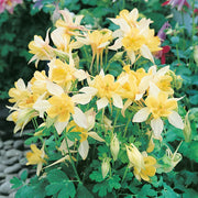 Yellow Viridiflora Aquilegia Seeds