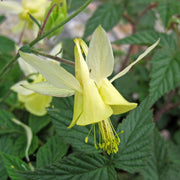 Yellow Viridiflora Aquilegia Seeds