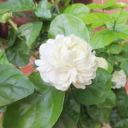 Fragrant Blooming Arabian Jasmine Seeds